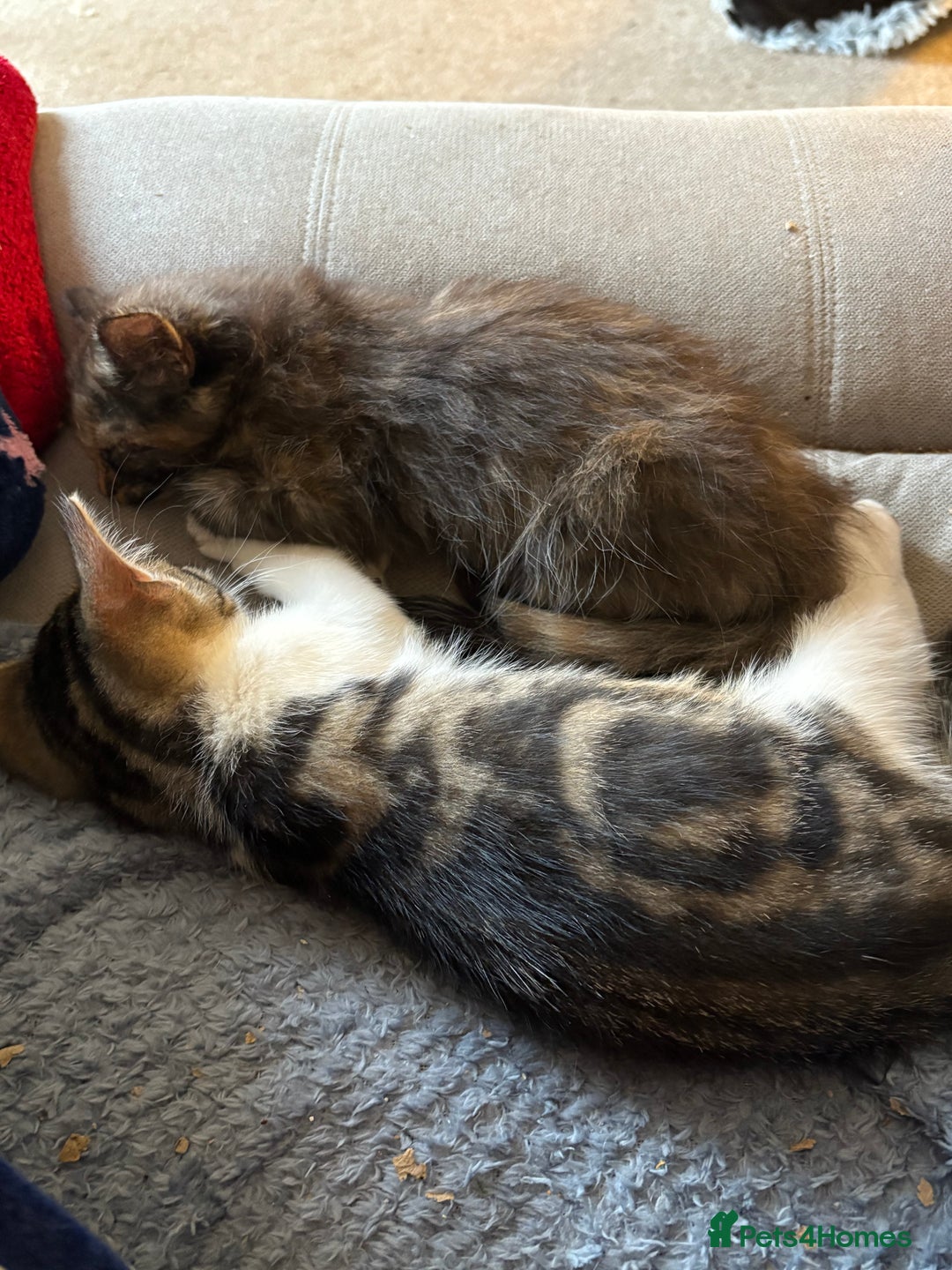 British Shorthair cats for sale: Beautiful cute British shorthair kittens for sale  - Advert 3