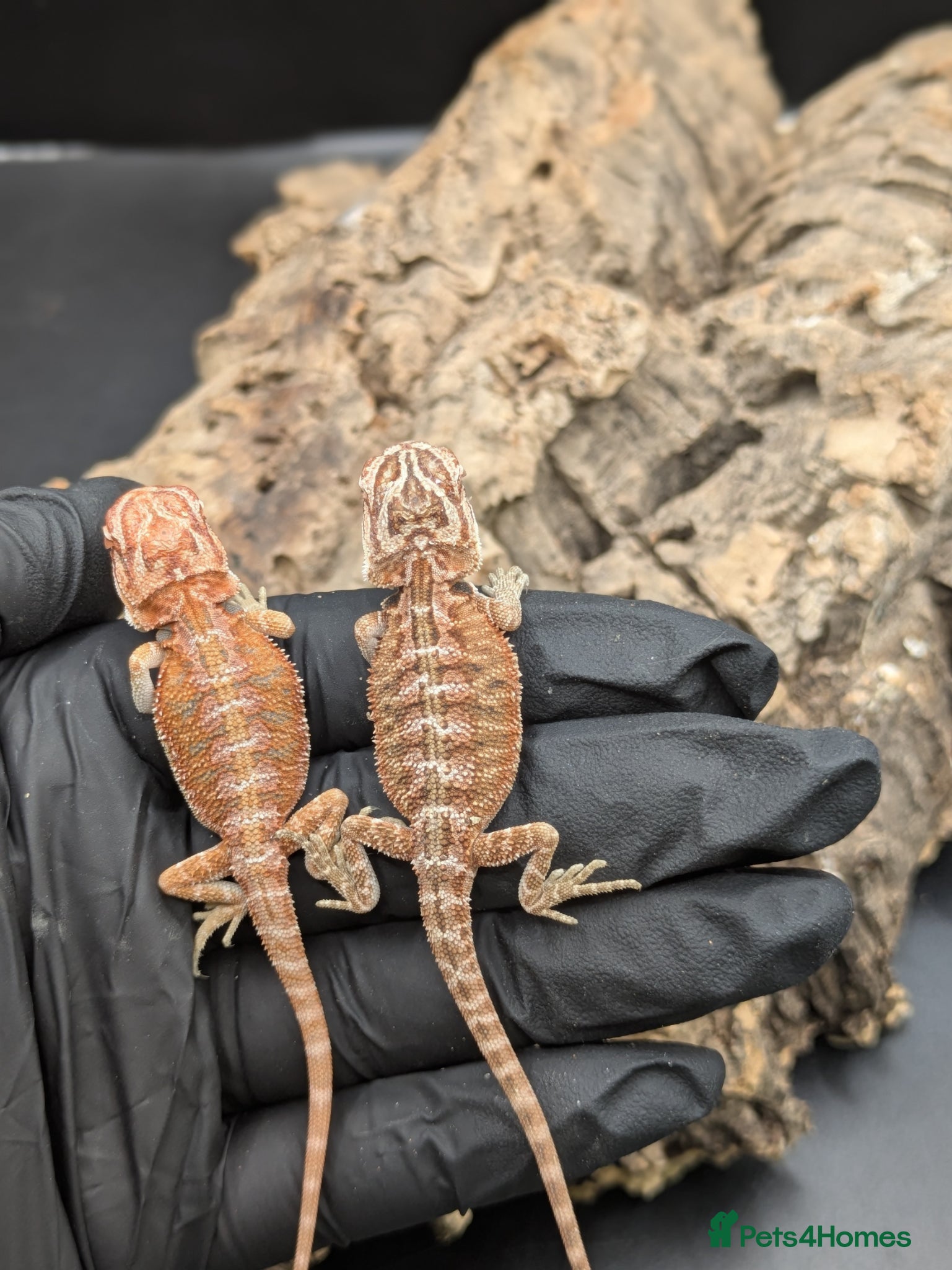 Bearded Dragon reptiles for sale: Mixed bearded dragons - Advert 5