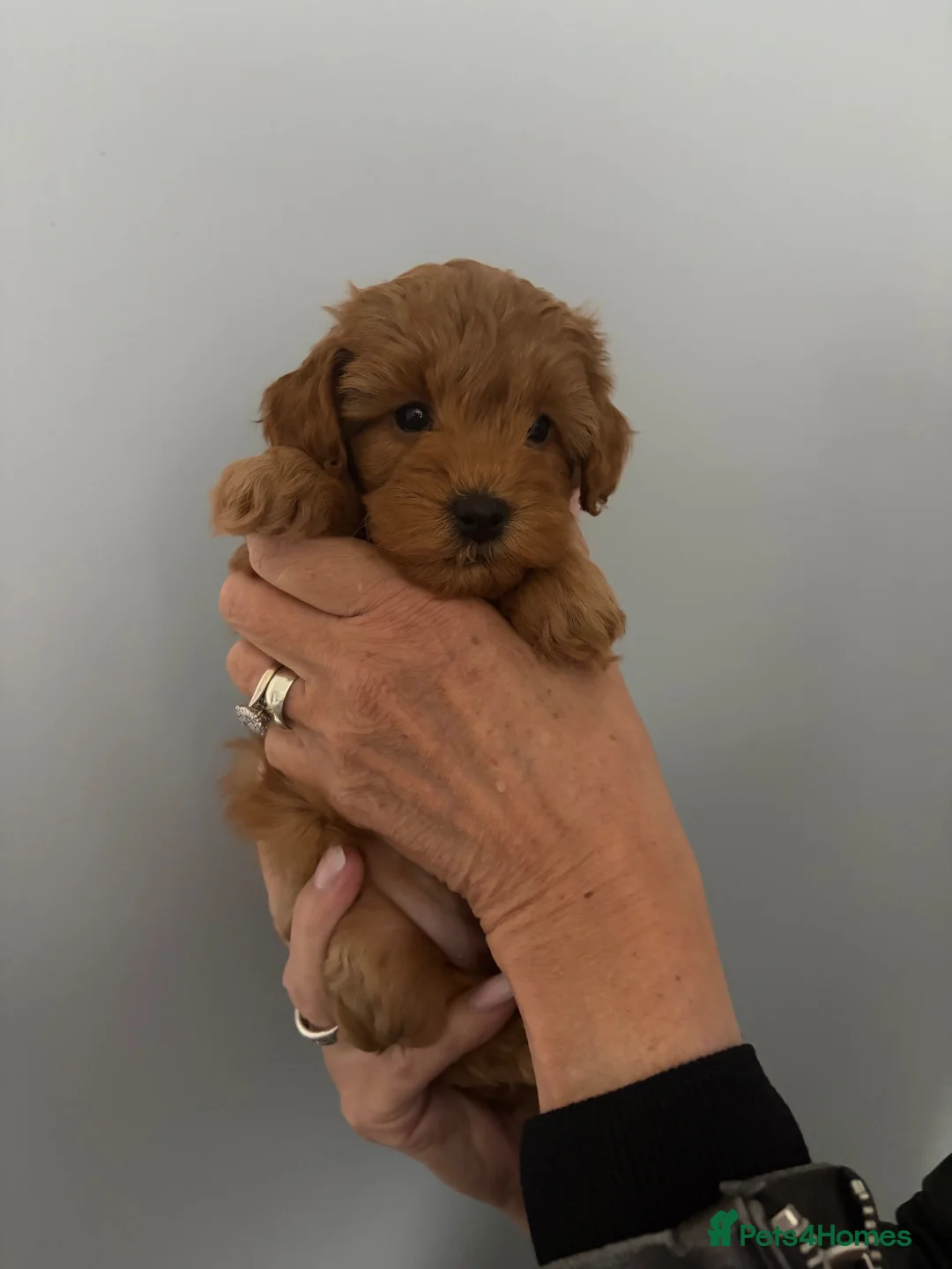 Cockapoo dogs for sale: 4 F2 cockapoo puppies - Advert 27