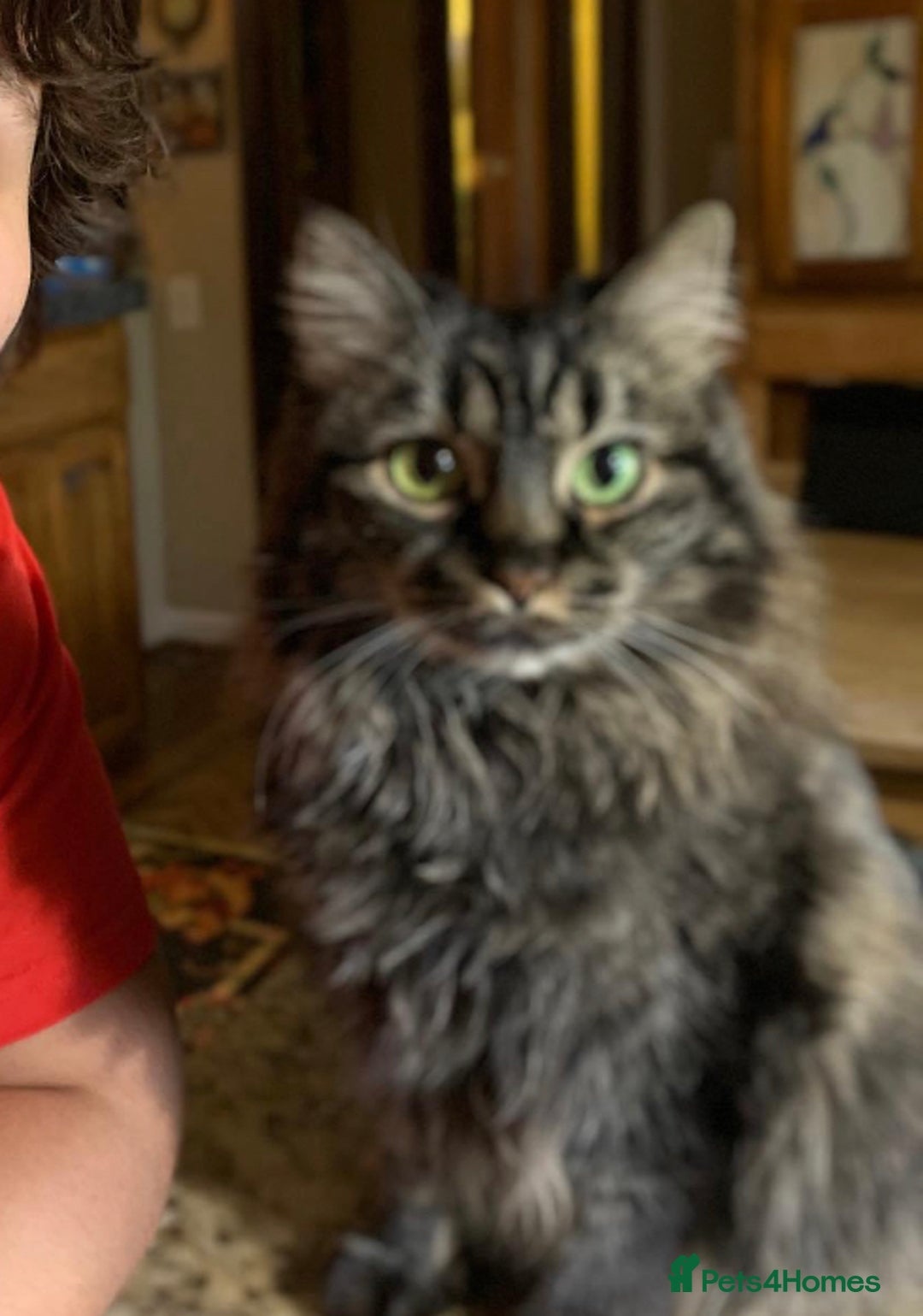 Savannah cats for sale: Stunning Savannah Cross kittens, ready now - Advert 15