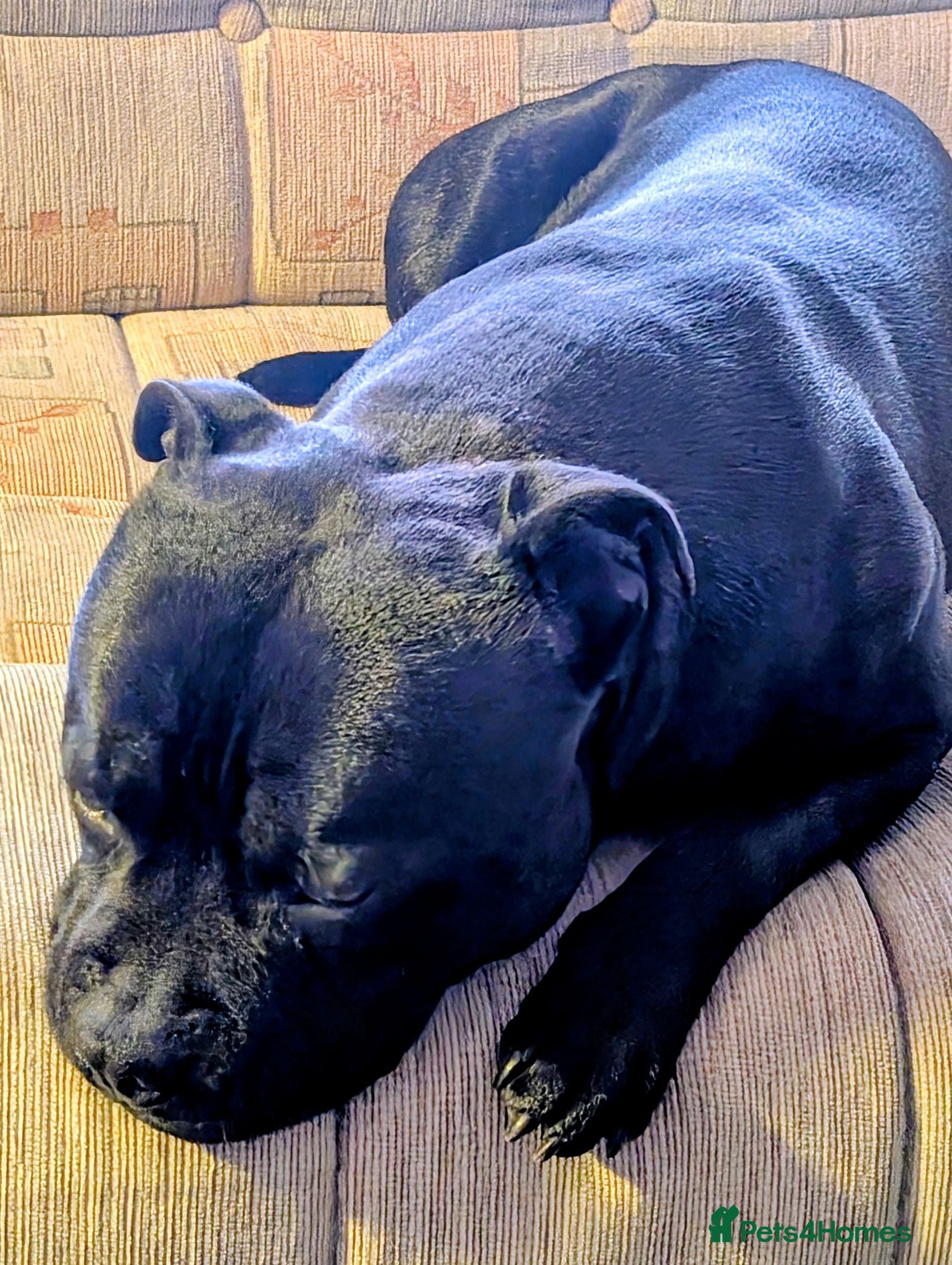 Staffordshire Bull Terrier dogs Stud dog  - Advert 1