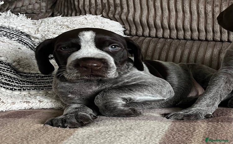 German Wirehaired Pointer dogs - Advert 1