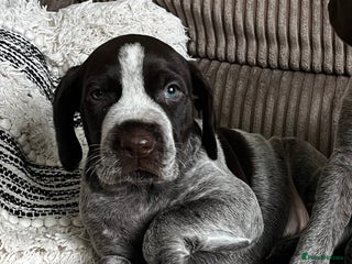 German Wirehaired Pointer dogs - Advert 1