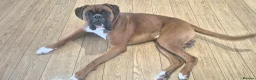 Boxer dogs for stud: Boxer for stud in Neath - Advert 2