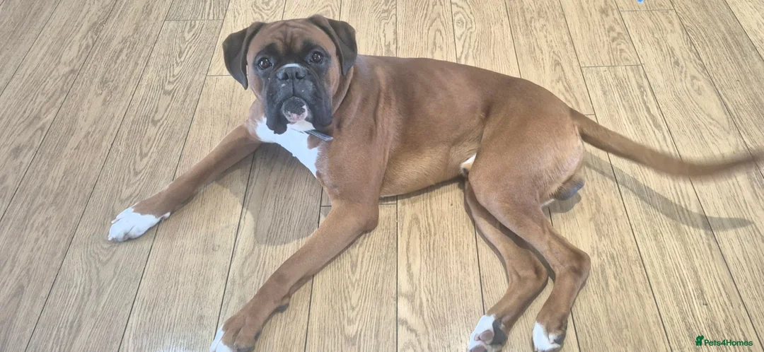 Boxer dogs for stud: Boxer for stud in Neath - Advert 2