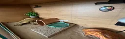 Gecko reptiles for sale: Leopard gecko & setup  - Advert 4
