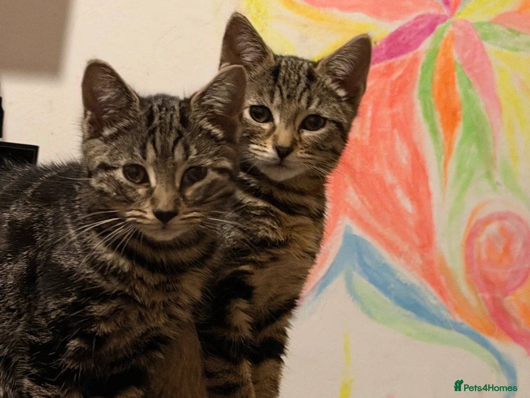 Mixed Breed cats for sale: Two lovely kittens looking for Home in London - Advert 1