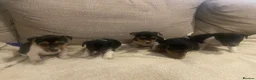 Jack Russell dogs for sale: Gorgeous Miniature Jack Russell puppies  - Advert 10