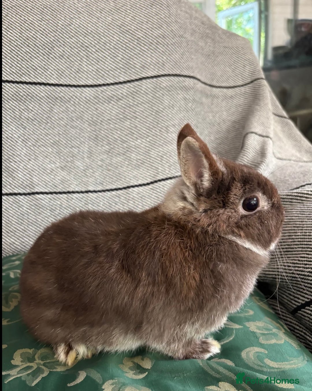 Netherland Dwarf rabbits for sale: pedigree Netherland dwarf Doe 1y0 free roam in Harrow - Image 6