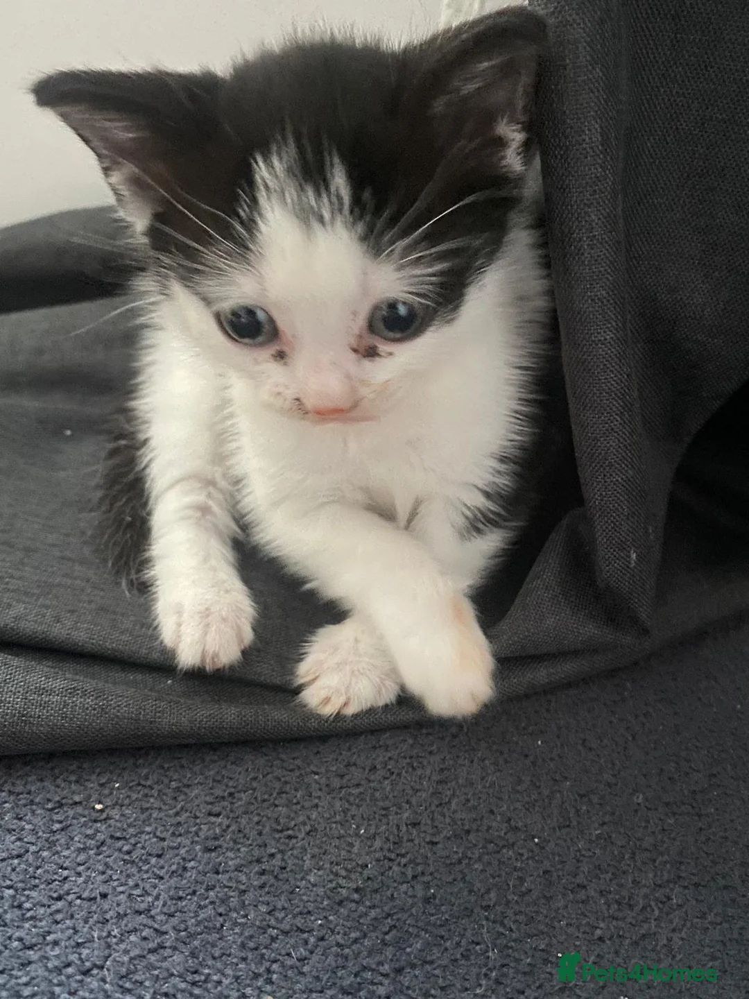 Mixed Breed cats for sale: Male Kitten - Advert 3