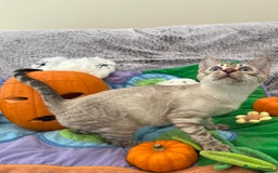 Bengal cats for sale: OUTSTANDING TICA reg BENGAL KITTENS - Image 27