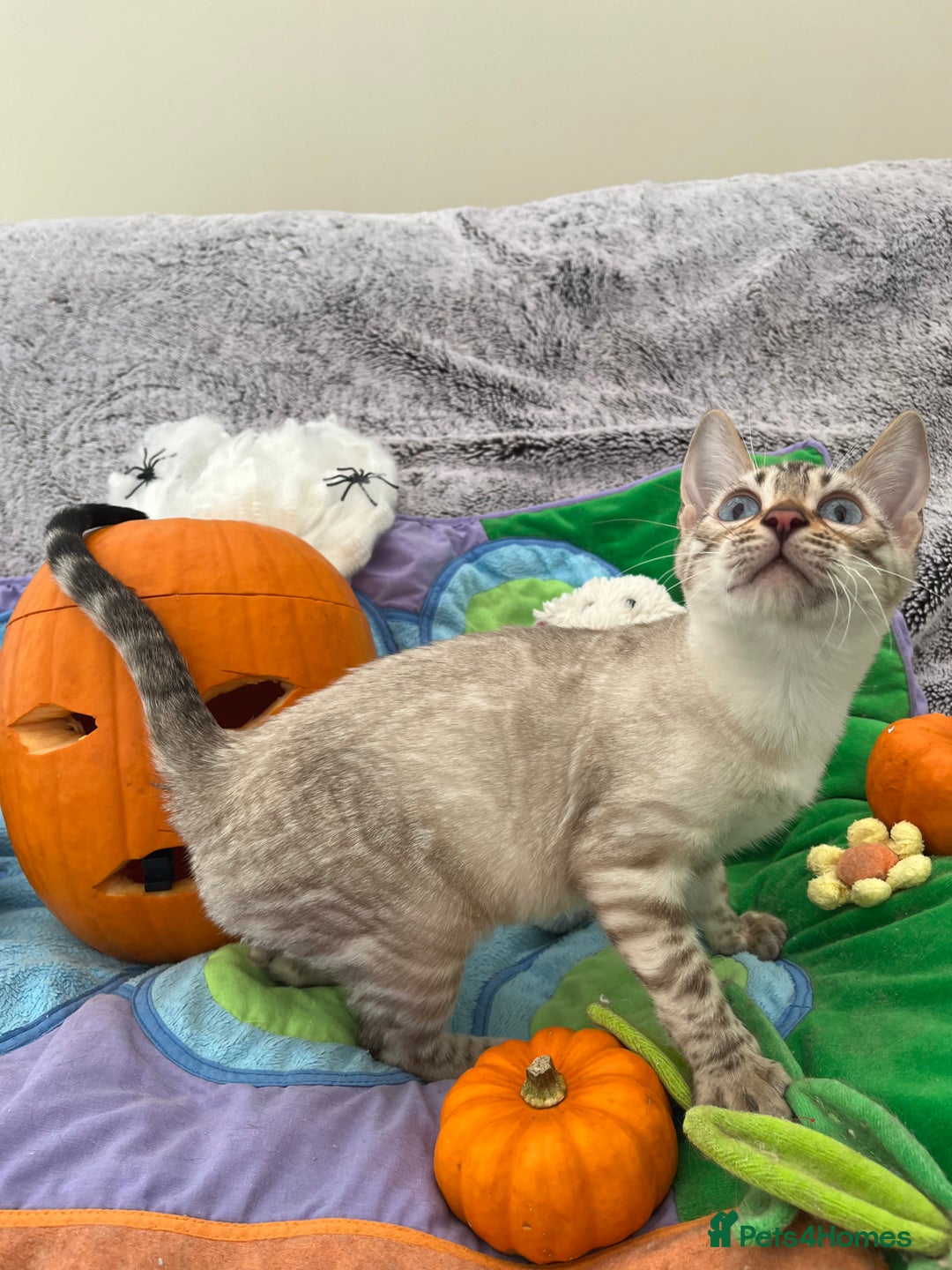 Bengal cats for sale: OUTSTANDING TICA reg BENGAL KITTENS - Image 27