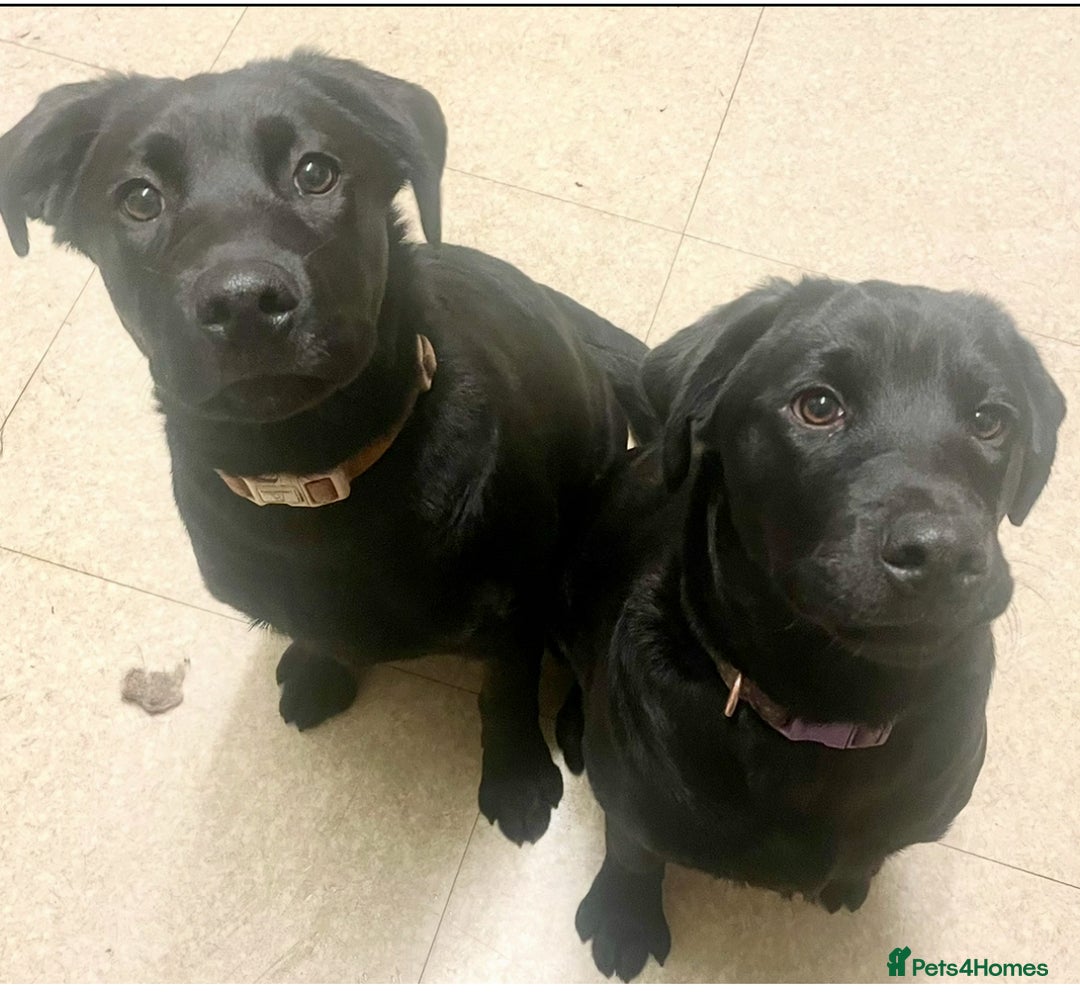 Mixed Breed dogs for sale: 2 beautiful nearly 6 month girls  - Advert 1