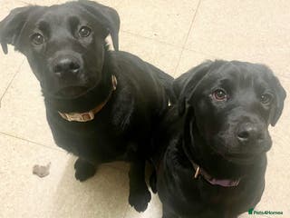 Mixed Breed dogs 2 beautiful nearly 6 month girls - Advert 7