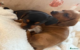 Miniature Dachshund dogs for sale: Top quality Miniature dachshund puppies. - Image 9