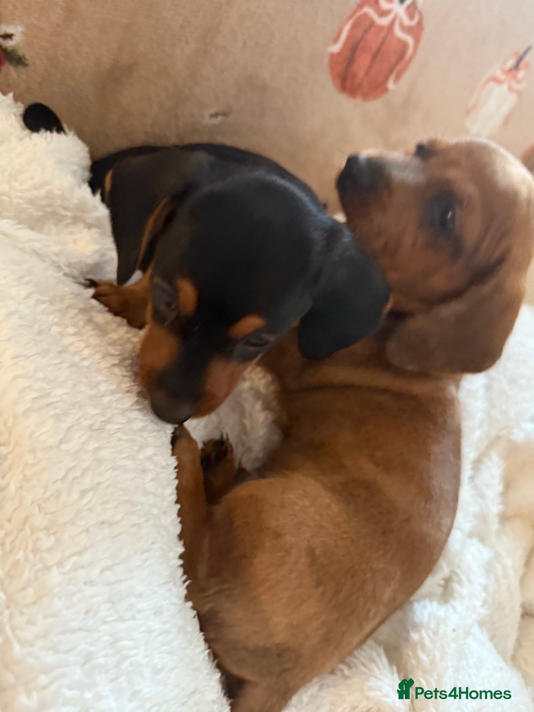 Miniature Dachshund dogs for sale: Top quality Miniature dachshund puppies. - Image 9