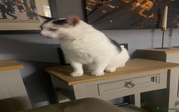 British Shorthair cats for sale: Male British Shorthair  - Image 2