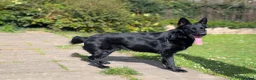 German Shepherd dogs for sale: German shepherd puppies due July - Advert 3