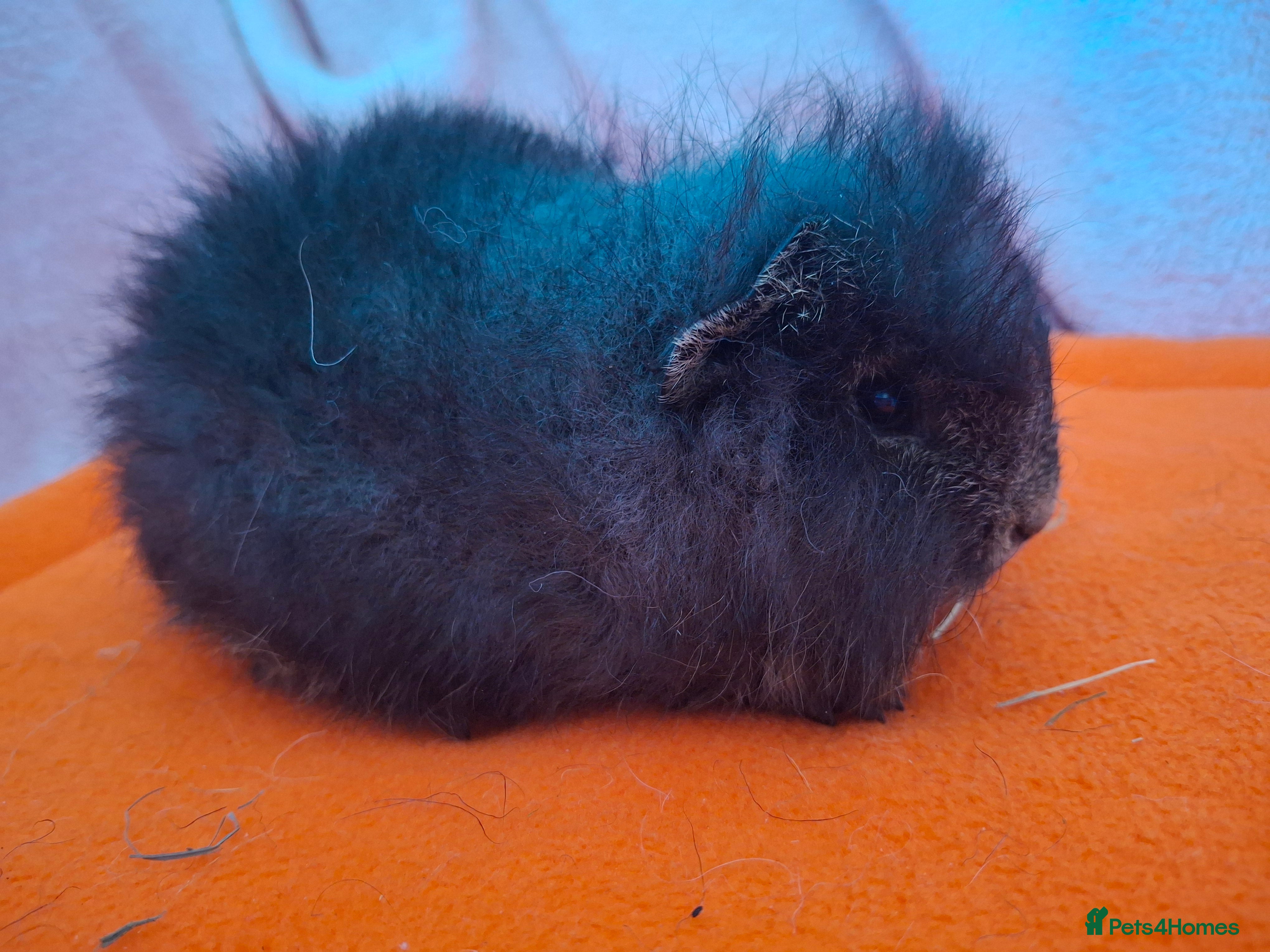 Guinea Pig rodents Swiss / Teddy  baby boars guinea-pigs  - Advert 11