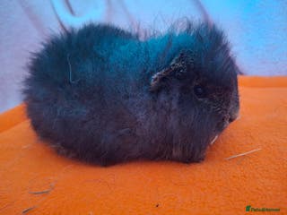 Guinea Pig rodents Swiss baby boars guinea-pigs - Advert 18