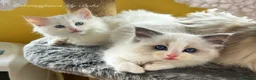 Ragdoll cats for sale: Ragdoll show /stud  - Advert 6
