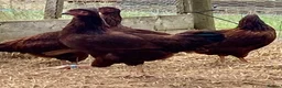 Chickens poultry for sale: Rhode Island Red - Advert 11