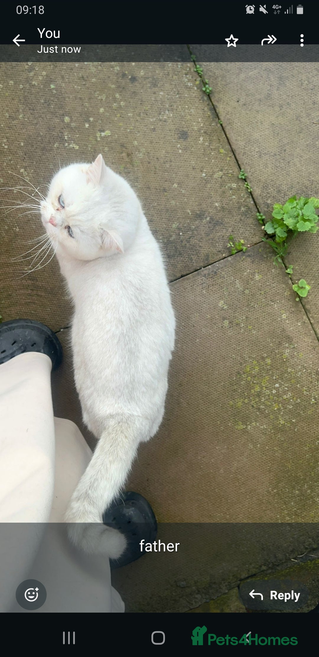 British Shorthair cats for sale: Four cross breed cuties. - Advert 18