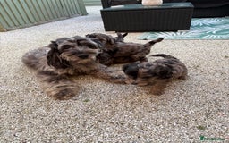 Cockapoo dogs for sale: Cockapoo puppies  - Image 8