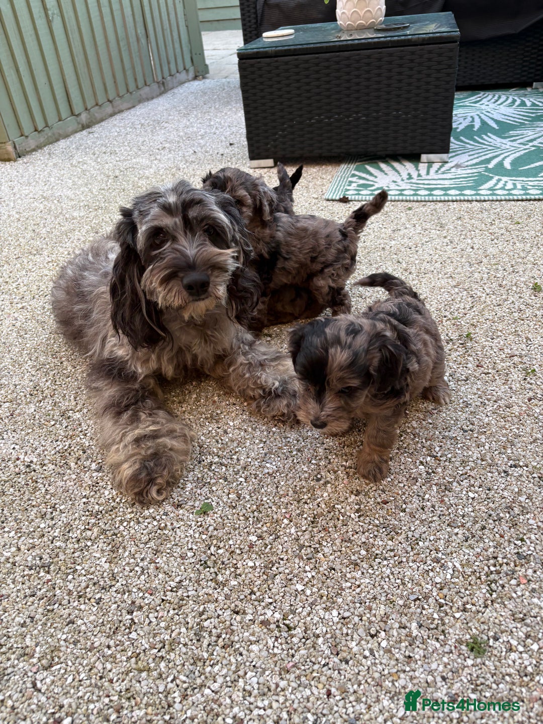 Cockapoo dogs for sale: Cockapoo puppies  - Image 8