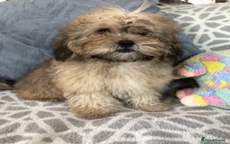 Shihpoo dogs for sale: shihpoo puppies for sale  - Image 14