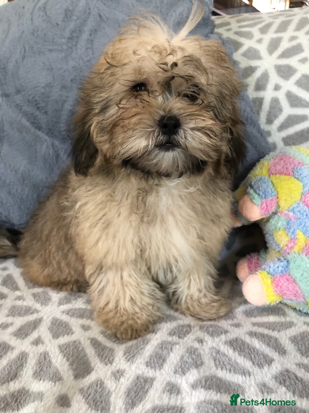 Shihpoo dogs for sale: shihpoo puppies for sale  - Image 14
