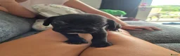 Mixed Breed dogs for sale: Gorgeous springer cross cane corso puppies - Advert 10