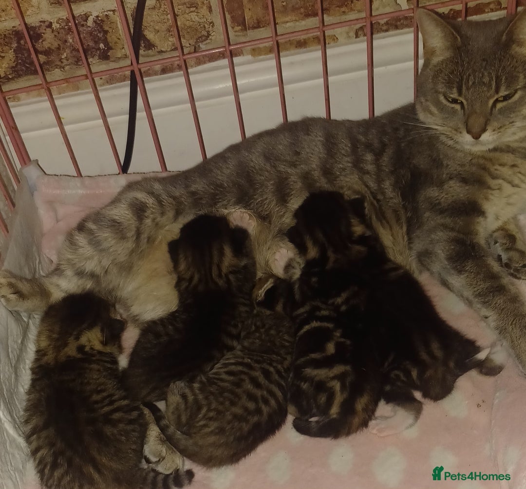 Bengal cats for sale: Gorgeous litter of half bengal babies - Advert 2