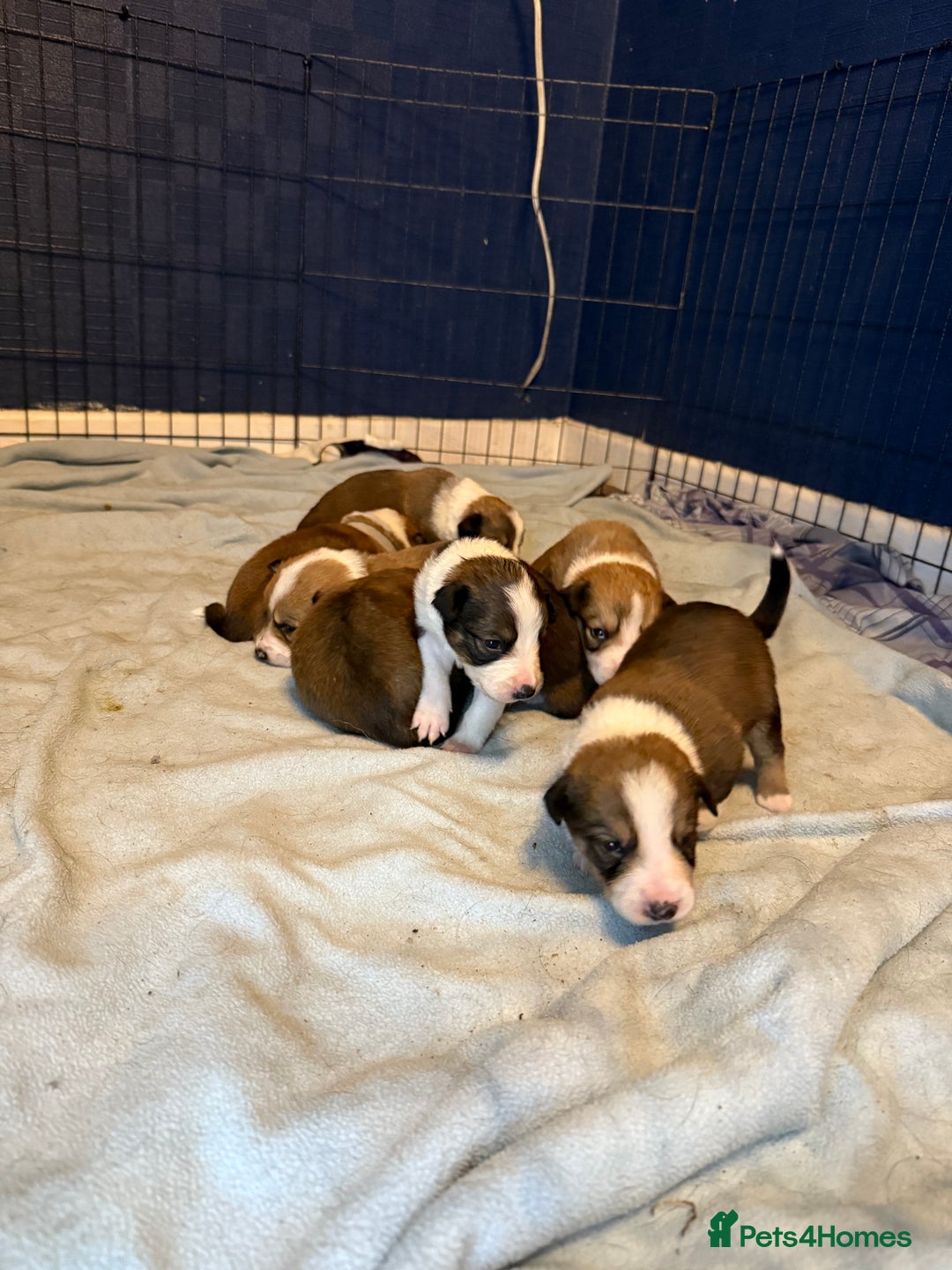 Mixed Breed dogs for sale: Border collie X Welsh collie pups - Advert 18