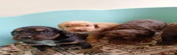 Cockapoo dogs for sale: P,r,a tested clear cockapoo F1 - Advert 13