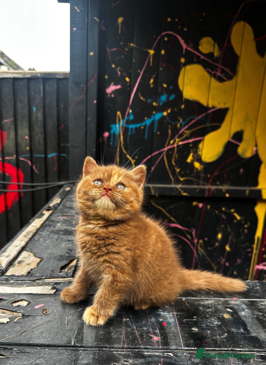 British Shorthair cats for stud: TICA REG CINNAMON UNDER RED STUD  - Advert 13