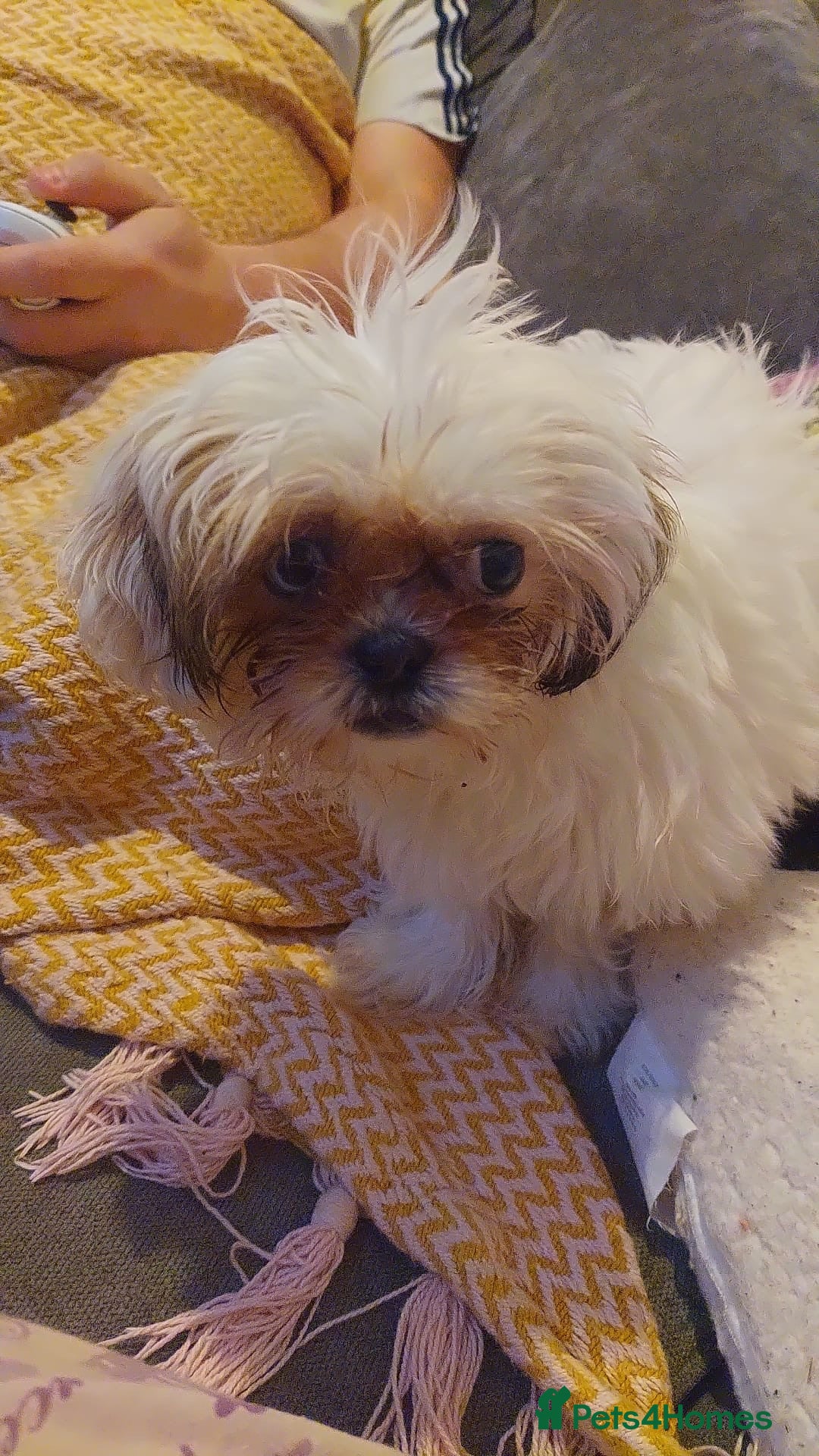 Shihpoo dogs Toy Shih Poo Babies  - Advert 2
