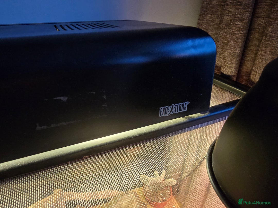 Gecko reptiles for sale: Crocodile Gecko and Vivarium for sale £130 - Advert 2