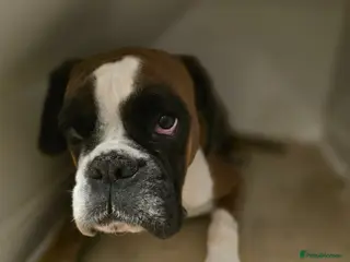 Boxer dogs Stunning boxer puppies - Advert 1