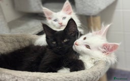 Maine Coon cats for sale: 2 Mainecoon pedigree kitten - Image 40