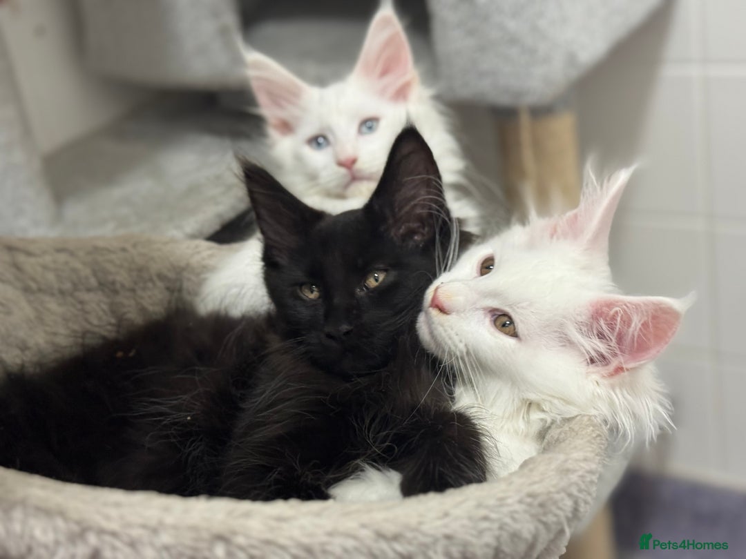Maine Coon cats for sale: 2 Mainecoon pedigree kitten - Image 40