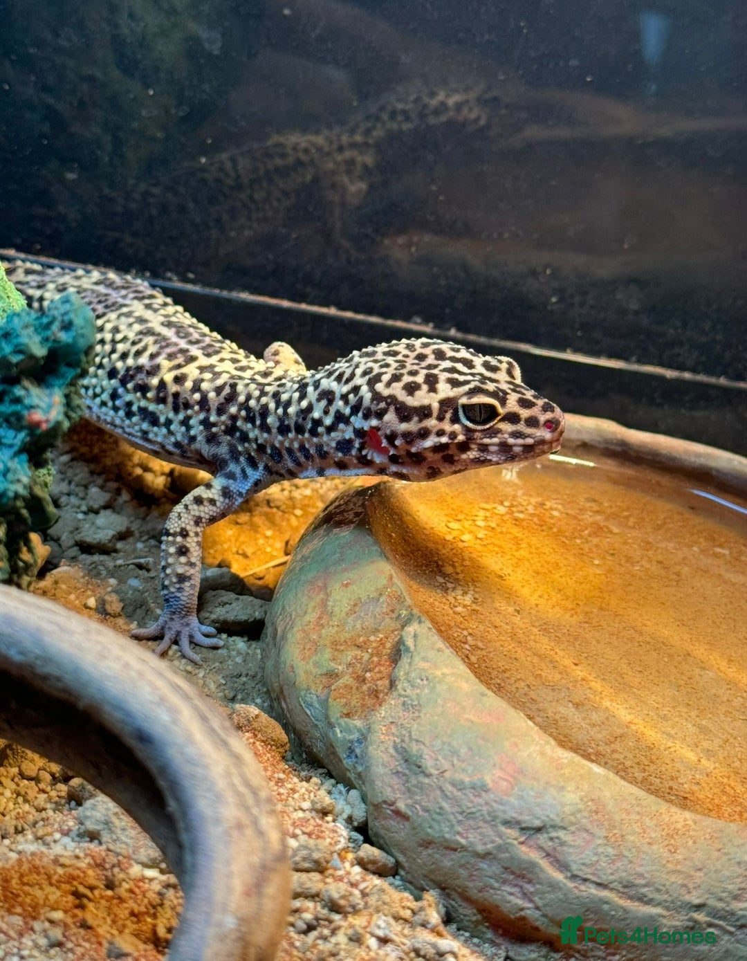 Leopard Gecko reptiles for sale: Leopard gecko with setup  - Advert 2