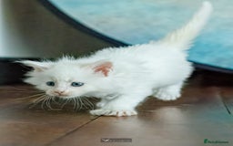 Maine Coon cats for sale: White Polydactyl boy / Russian import parents - Advert 15