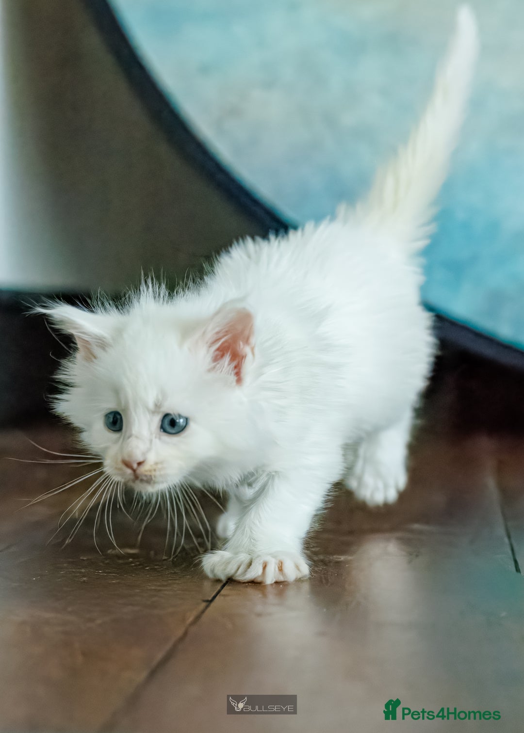 Maine Coon cats for sale: White Polydactyl boy / Russian import parents - Advert 15