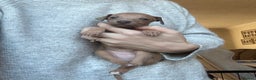 Italian Greyhound dogs for sale: KC Champion lines ⭐️ Italian Greyhound puppies  - Advert 31