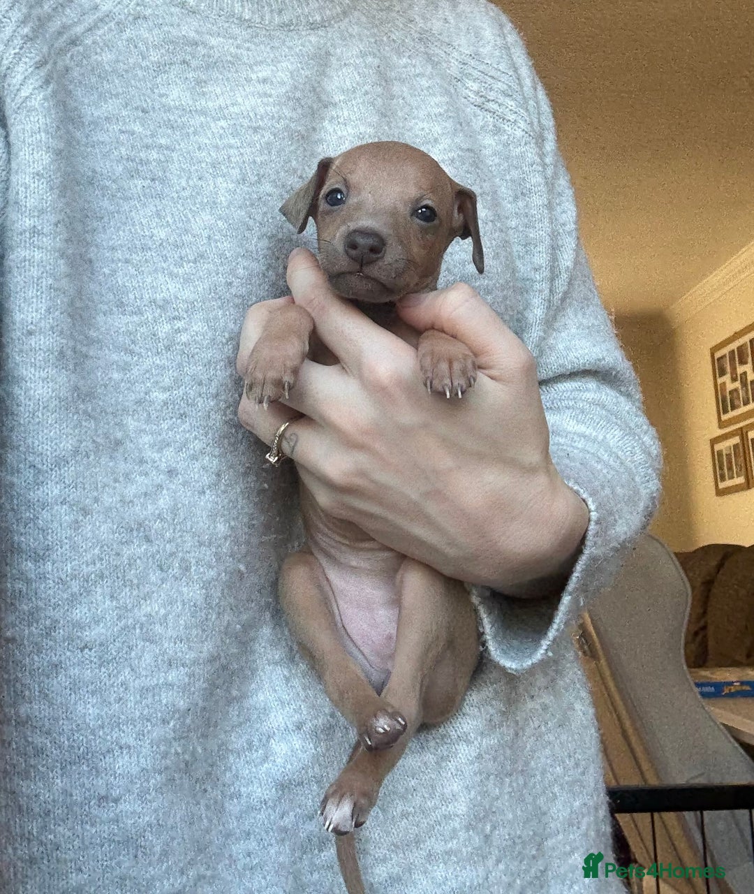 Italian Greyhound dogs for sale: KC Champion lines ⭐️ Italian Greyhound puppies  - Advert 31