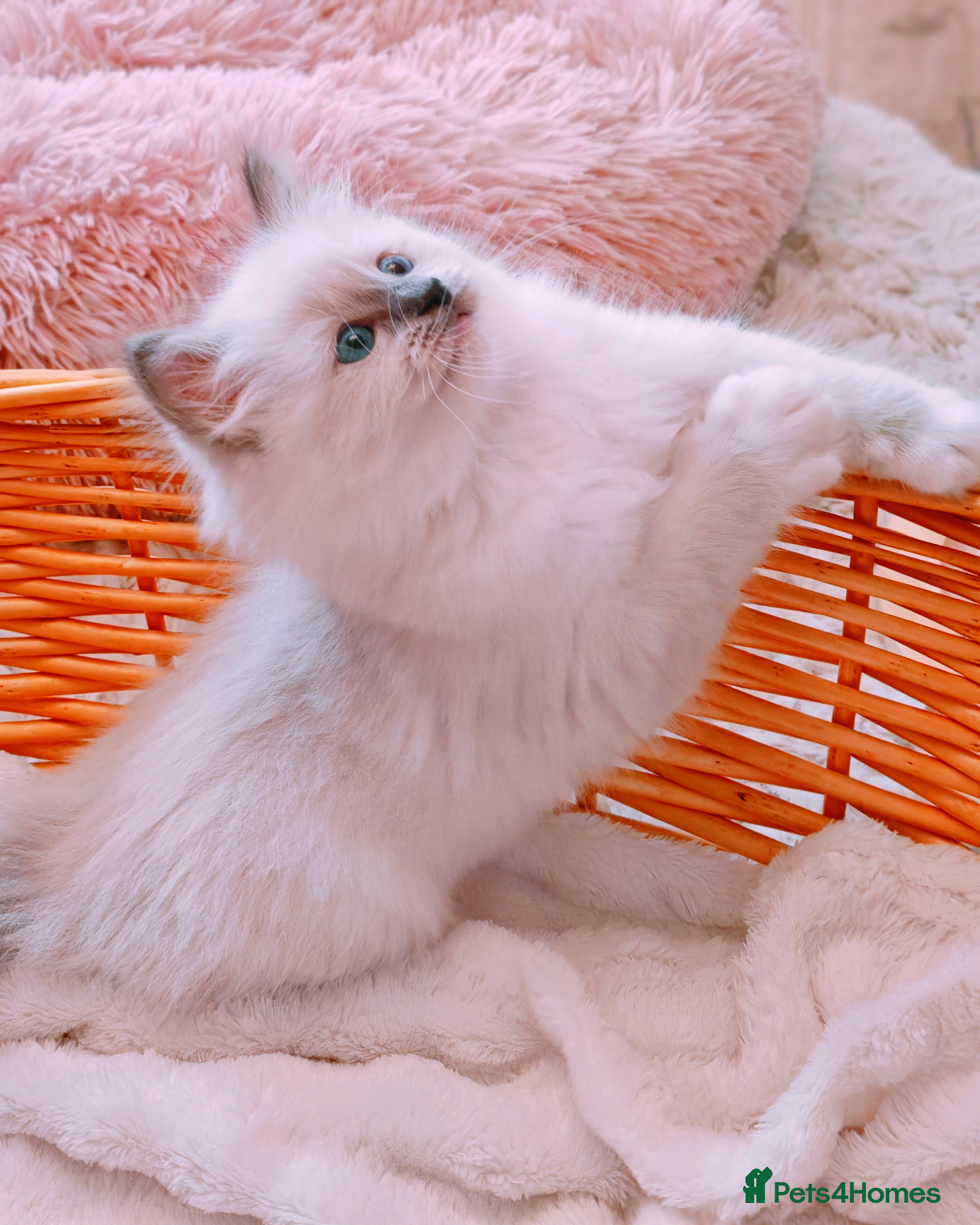 Ragdoll cats Raised with Love, looking for forever homes 🏠❤️ - Advert 18