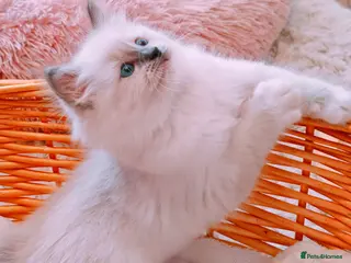 Ragdoll cats Raised with Love, looking for forever homes 🏠❤️ - Advert 18