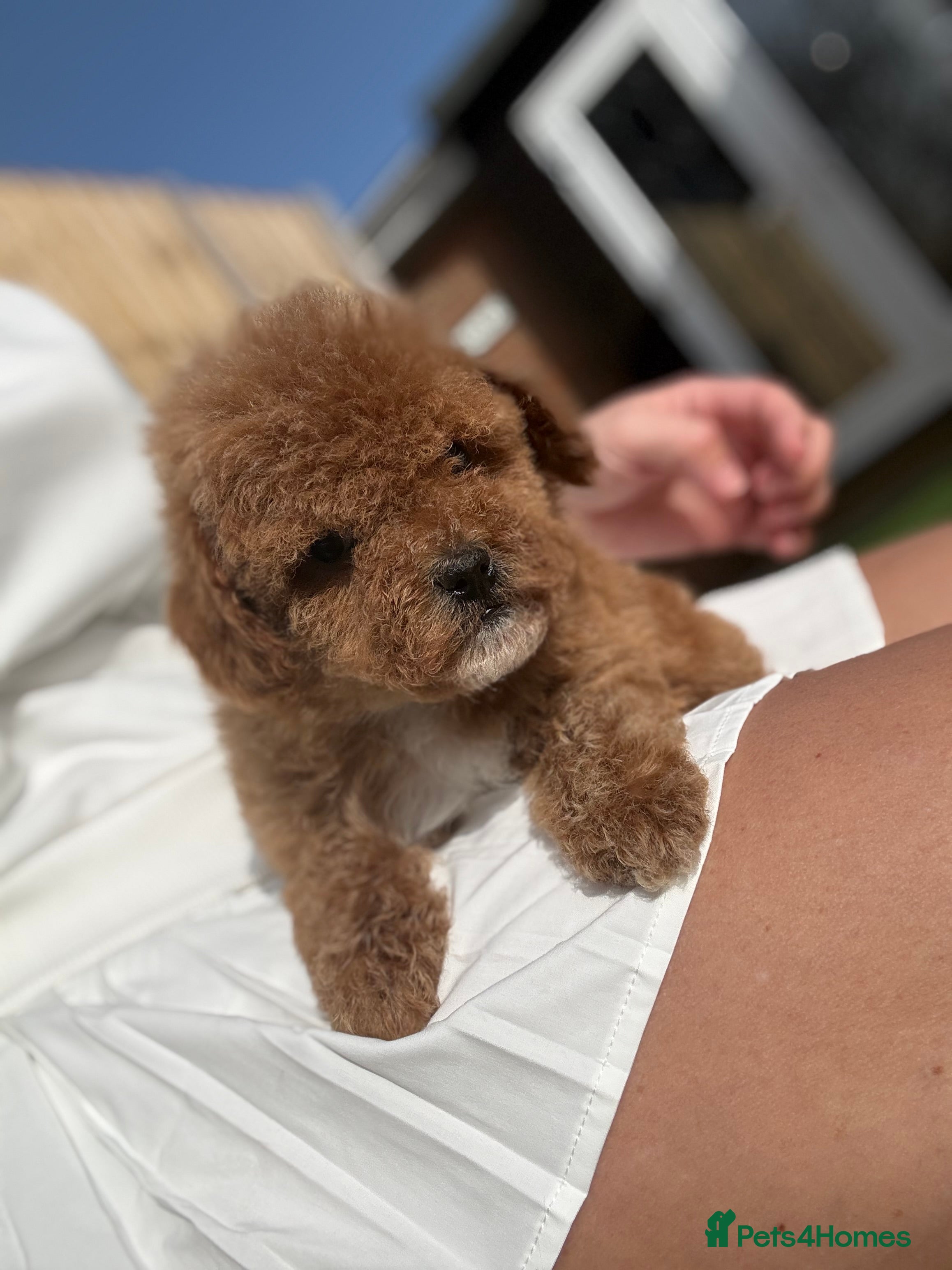 Cavapoo dogs Beautiful curly Cavapoo pups 5 🌟 licensed breeder in Feltham - Advert 14