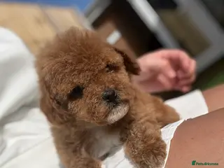 Cavapoo dogs Beautiful curly Cavapoo pups 5 🌟 licensed breeder in Feltham - Advert 6